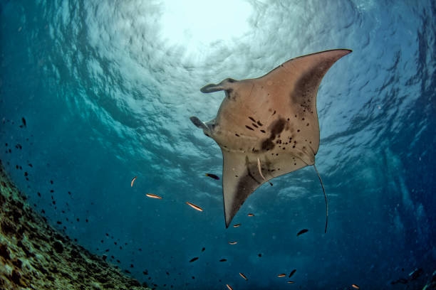istock Manta in the blue ocean background portrait 1086254368