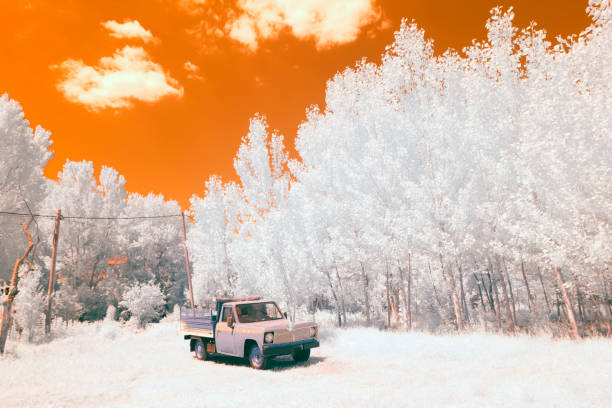 An infrared image of a tree  in front of sky with wispy clouds.