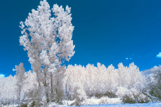 istock Landscape Infrared Photo 1086256576