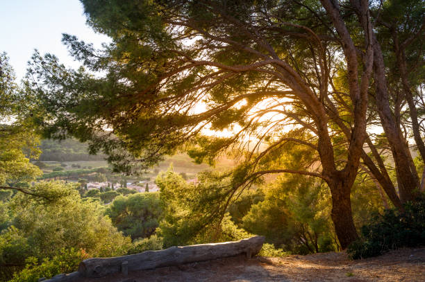 Sunset in the tree branches. Beautiful fields and hills of Porquerolles islnad. Provence Cote d'Azur, France.