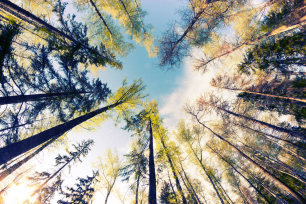 istock Looking up the at the tall forest pines 1086259124