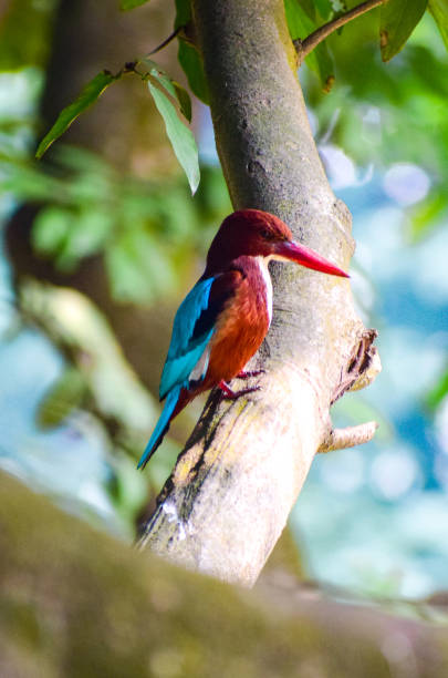 istock White Chest King Fisher 1086259332