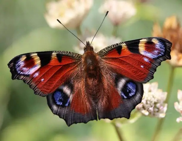 Portrait of a Peacock Butterfly