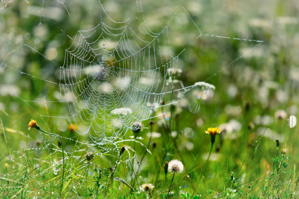 istock Spider web in the grass, summertime outdoor theme 1086261130