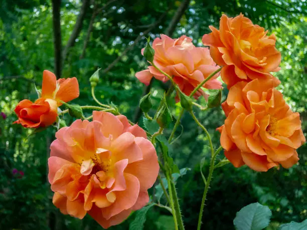 Bright orange lovely bunch of rose Westerland with green leaves background. Selective focus. Lyric motif for design