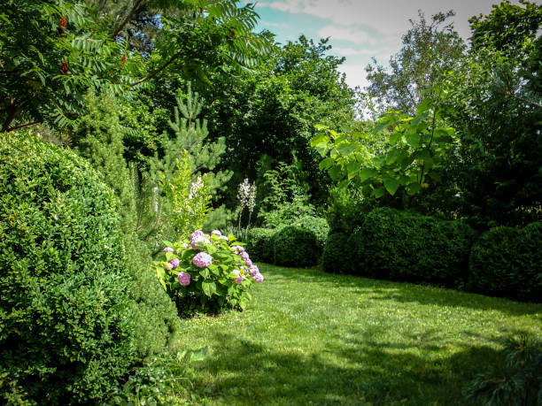 istock Beautiful landscaped garden with evergreens. Using purple barberry, juniper Juniperus squamata Blue carpet. green Pinus parviflora Glauca and lot of boxwood Buxus 1086263000