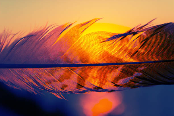 Colorful fether of some bird. close up