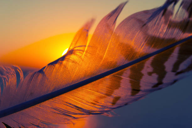 istock Colorful fether of some bird 1086263518