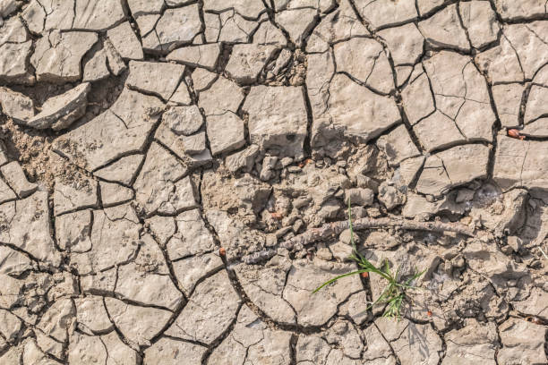 istock Animal Footprints On Desolate Barren Dry Cracked Soil 1086272828
