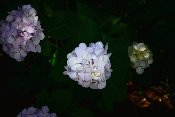 istock nature garden and beautiful flowers 1086274642