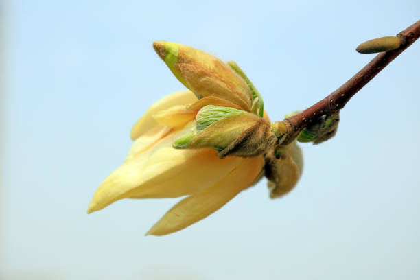 istock yellow flowers are in the blue sky 1086276102