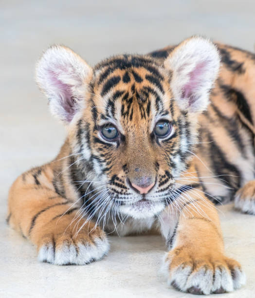 istock Baby bengal tiger 1086279032