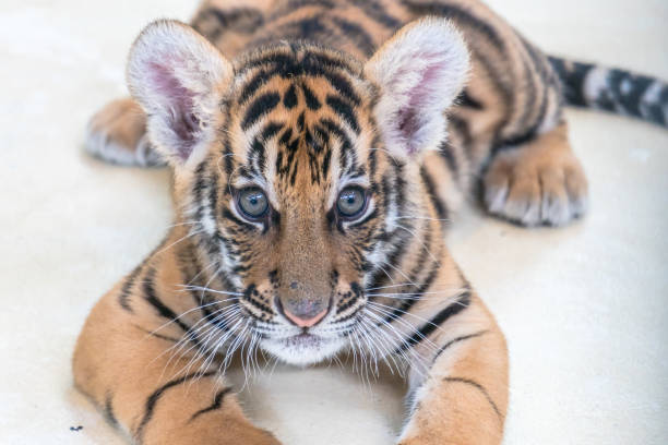 istock Baby bengal tiger 1086279102