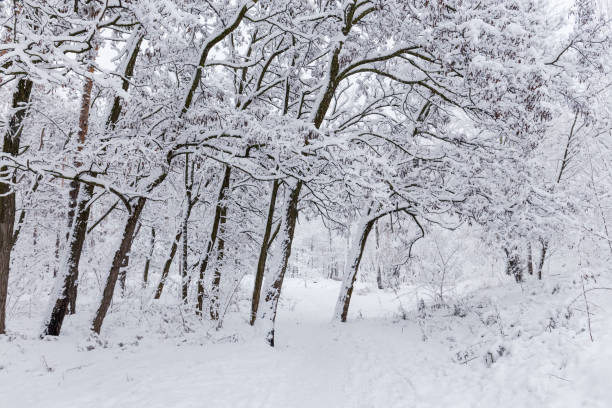 istock Black locust trees covered with snow in park 1086280424