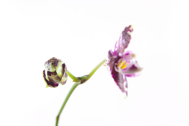 Beautiful rare orchid in a pot on a white background