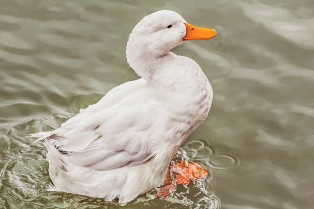 istock Domestic Duck Swimming 1086282502