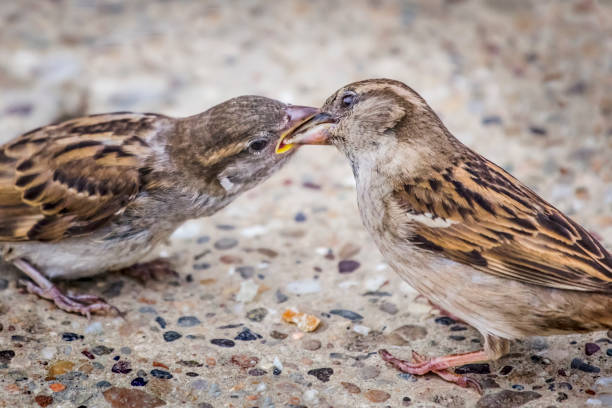 istock Yellow Beak Young-ling Sparrow Fed By Its Parent 1086282936