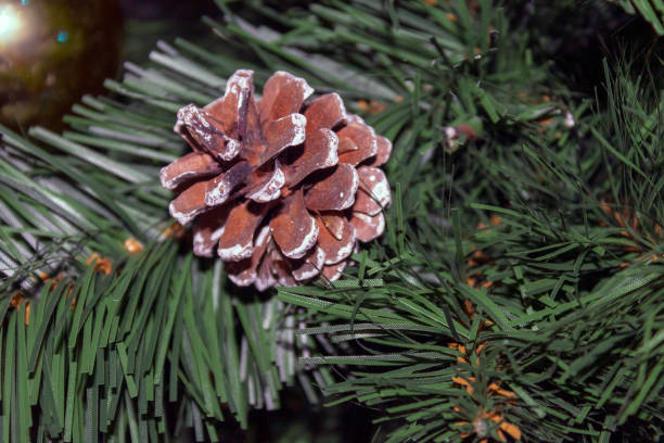 istock Cone among the branches of the Christmas tree 1086283520