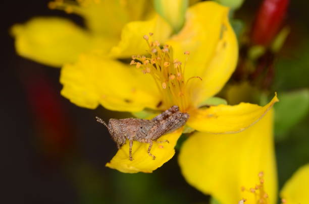 Grasshopper sitting of St. John's wrt yellow flower petal. St John's Wort (Hypericum) with grasshopper on petal. Photo taken at Pine Log State Forest in Bay County, Florida. Nikon D7000 with Nikon 105mm macro lens pine log state forest stock pictures, royalty-free photos & images