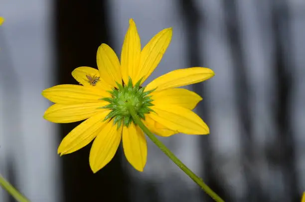 Photo of Yellow flower underside with jumping spider holding  onto prey