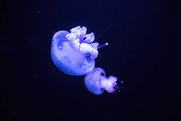 istock Jelliyfish in the dark. 1086285744