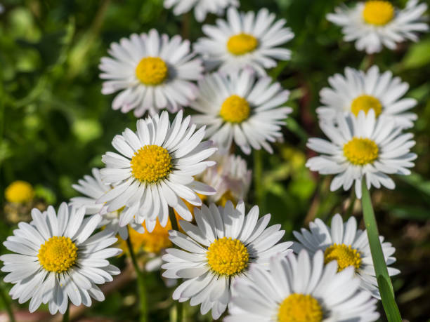 데이지 - dandelion wildflower field flower 뉴스 사진 이미지