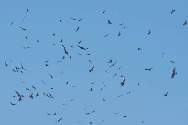 istock Gathering of Vultures - X 1086287454
