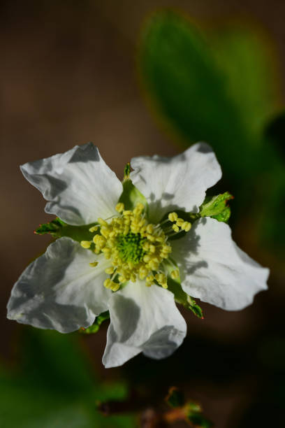 Fresh Blackberry white flower macro with center detail Single blackberry flower at sunrise, with brilliant white petals and center visible  Photo taken at Pine Log state forest in Bay county, Florida. Nikon D7000 with Nikon 105mm macro lens. pine log state forest stock pictures, royalty-free photos & images