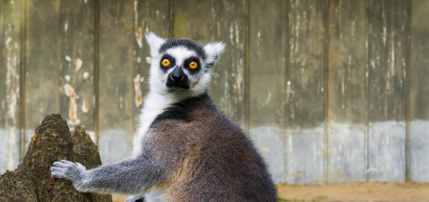 zabawny pierścień ogoniasty lemur z twarzą w zbliżeniu, tropikalna małpa z madagaskaru - madagascan zdjęcia i obrazy z banku zdjęć