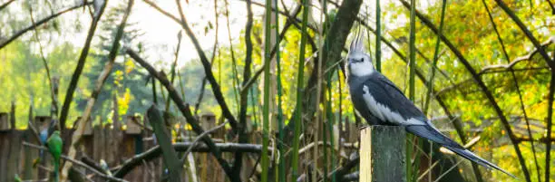 Photo of white face cockatiel, a common color mutation in aviculture, tropical bird from australia