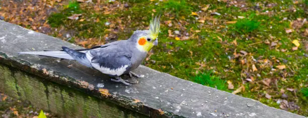 Photo of closeup of a male common cockatiel, a small cockatoo from australia