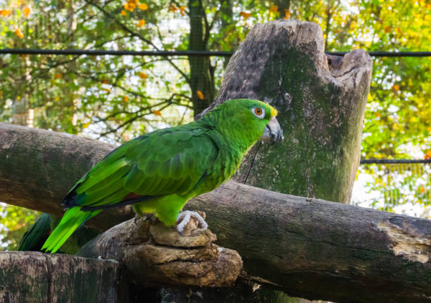 green yellow fronted amazon parrot standing on a tree branch, a colorful parrot from the amazon basin green yellow fronted amazon parrot standing on a tree branch, a colorful parrot from the amazon basin yellow crowned amazon (amazona ochrocephala) stock pictures, royalty-free photos & images