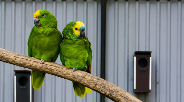 bird couple, two green amazon parrots close together on a branch, one yellow crowned and one blue fronted amazon, tropical birds from the amazon basin of america bird couple, two green amazon parrots close together on a branch, one yellow crowned and one blue fronted amazon, tropical birds from the amazon basin of america amazona aestiva stock pictures, royalty-free photos & images