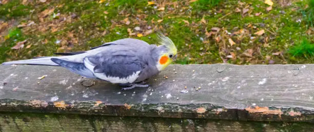 Photo of Male cockatiel eating seeds on a wooden plank, popular pet in aviculture, a small cockatoo from australia