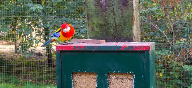 Photo of eastern rosella standing on the seed vending machine begging for some seeds