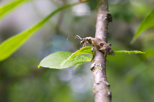 istock Rhagium mordax beetle 1086293228