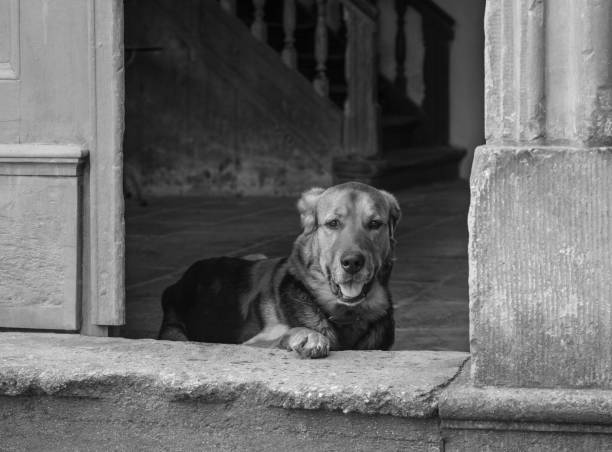 istock Dog on the doorway. 1086294942