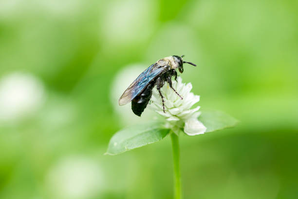 istock Bees are on white grass flowers. 1086296614