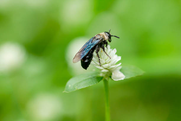 istock Bees are on white grass flowers. 1086296774