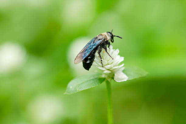 istock Bees are on white grass flowers. 1086296788