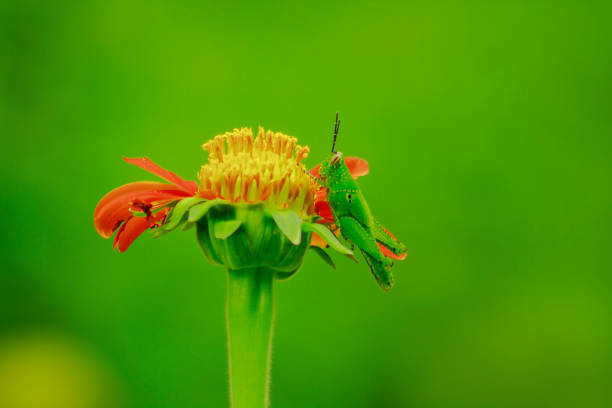 istock Grasshoppers on orange flowers 1086300214