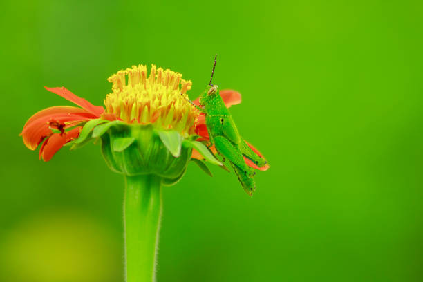 istock Grasshoppers on orange flowers 1086300332