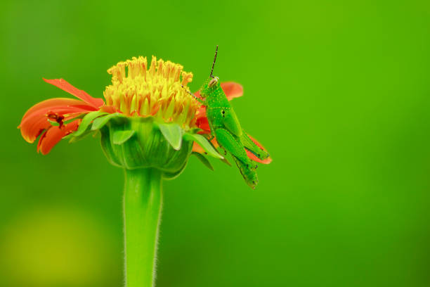 istock Grasshoppers on orange flowers 1086300336