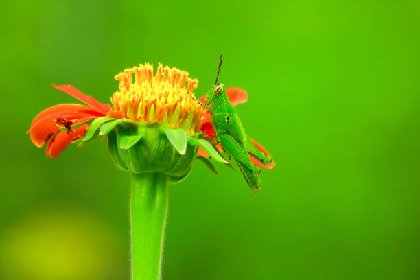 istock Grasshoppers on orange flowers 1086300342