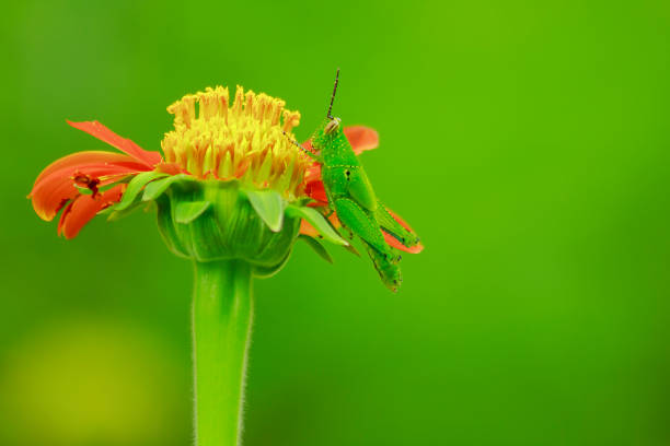 istock Grasshoppers on orange flowers 1086300382