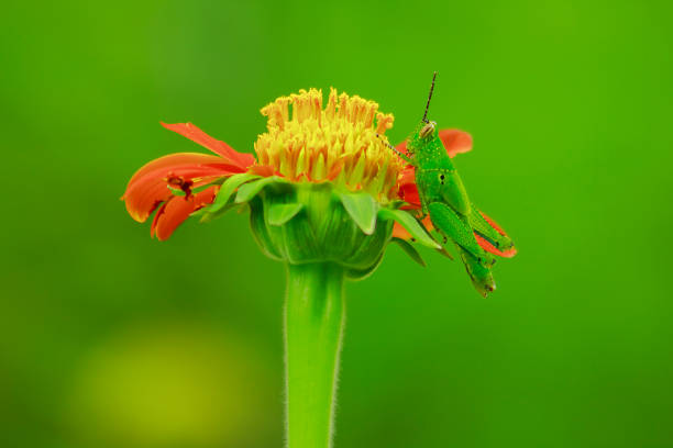 istock Grasshoppers on orange flowers 1086300408