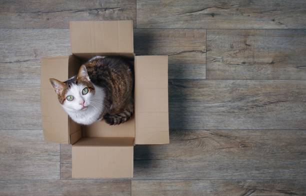 istock cat in a cardboard box looking curious up to the camera. High angle view with copy space. 1086300758