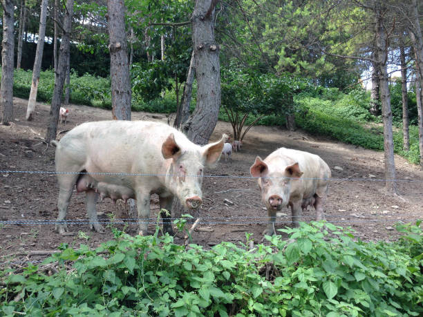 niektóre świnie na zewnątrz w lesie - chow domestic animals animal beautiful zdjęcia i obrazy z banku zdjęć