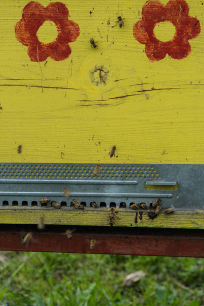 istock Bees flying in front of the hive entry 1086303494