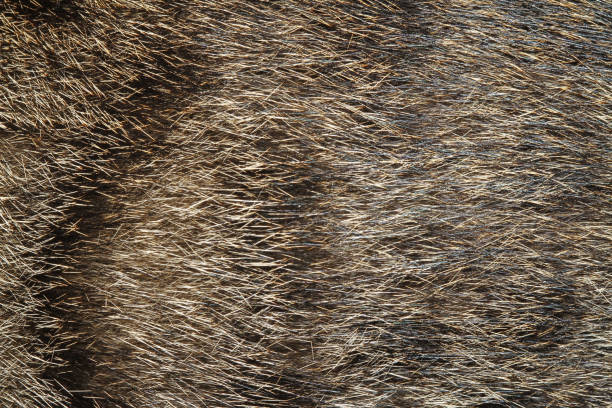 istock Gray cat skin for background. 1086308442